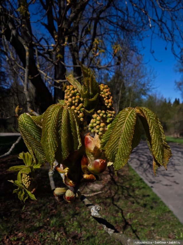 Весна! Ура — Винтажные куклы ГДР (Немки): Бигги