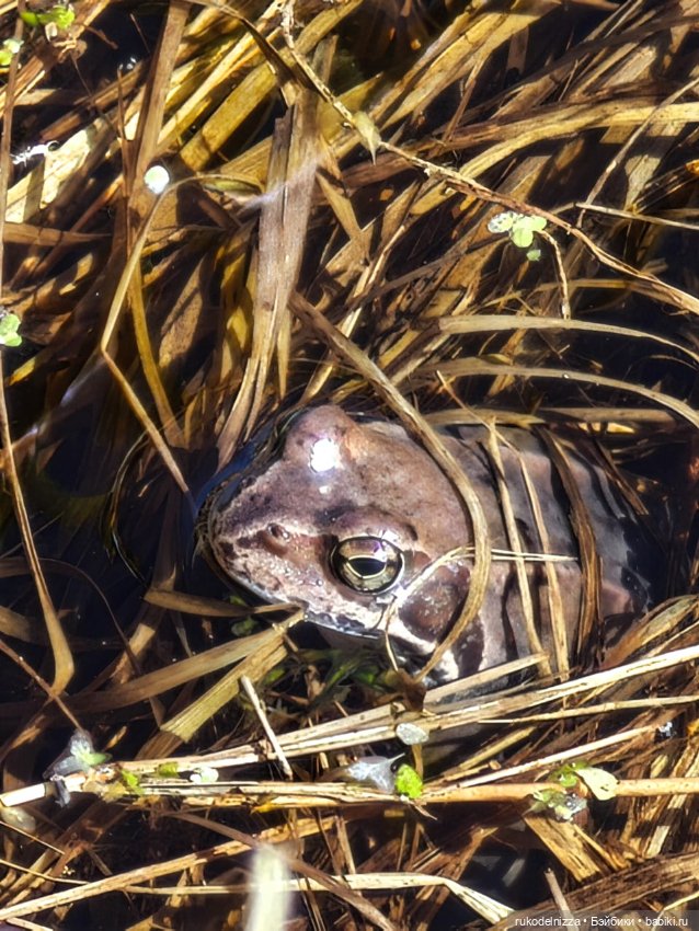 Весна! Ура — Винтажные куклы ГДР (Немки): Бигги