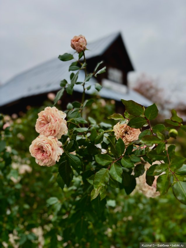 Хроники минувших дней — Гибриды шарнирных кукол (не БЖД): подбор тела (фото 6)