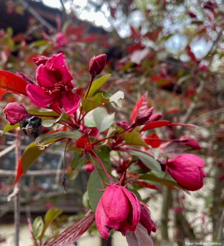 С днём Рождения Ликка чан (фото 5)