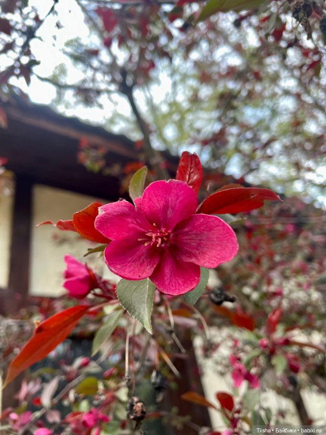 С днём Рождения Ликка чан (фото 10)