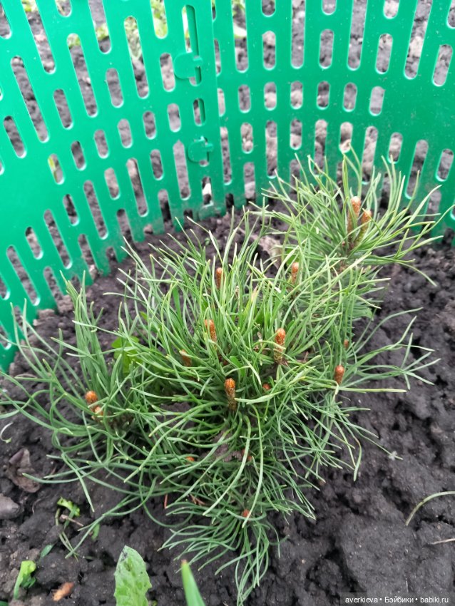 Мир! Труд! Май — Винтажные куклы ГДР (Немки): Бигги