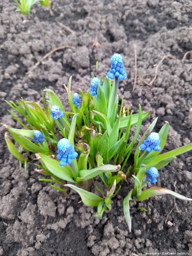 Мир! Труд! Май — Винтажные куклы ГДР (Немки): Бигги