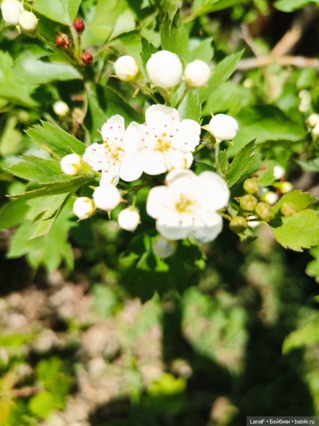 Милины путешествия, или немного о куклах Габриэль Мюллер