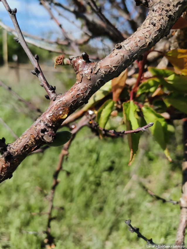 Милины путешествия, или немного о куклах Габриэль Мюллер