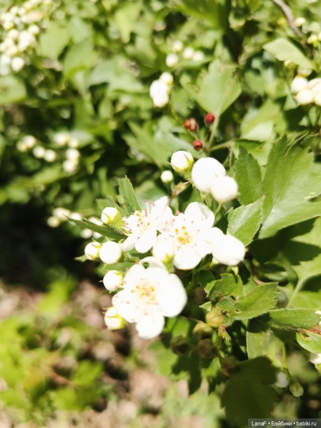 Милины путешествия, или немного о куклах Габриэль Мюллер