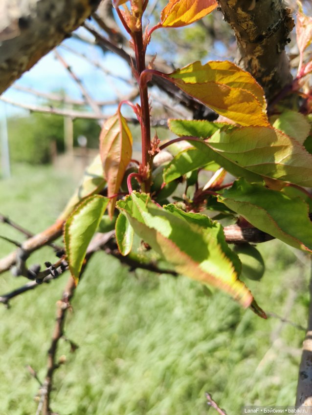 Милины путешествия, или немного о куклах Габриэль Мюллер