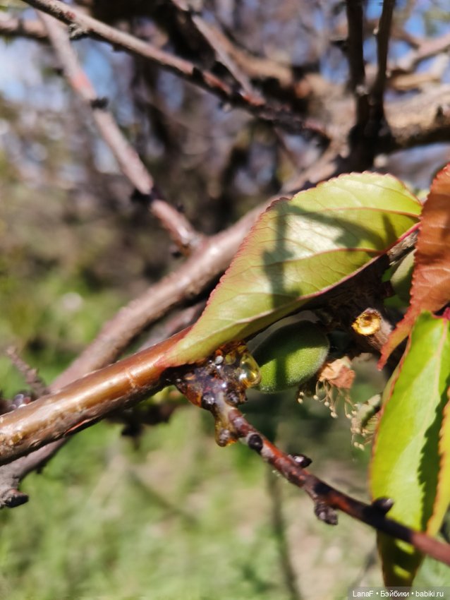 Милины путешествия, или немного о куклах Габриэль Мюллер