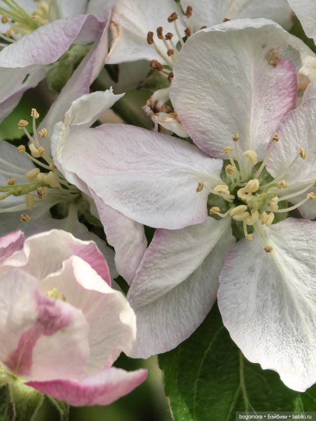 Пикник в лесу — Фотоистории с куклами BJD (БЖД): сериалы (фото 2)