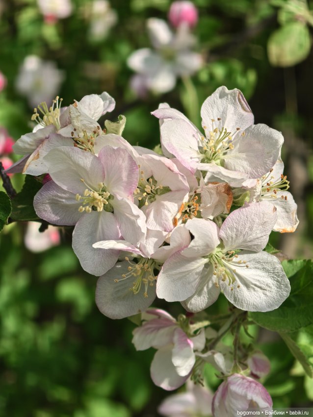 Пикник в лесу — Фотоистории с куклами BJD (БЖД): сериалы (фото 3)