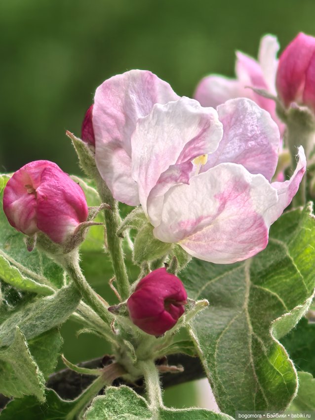 Пикник в лесу — Фотоистории с куклами BJD (БЖД): сериалы (фото 4)