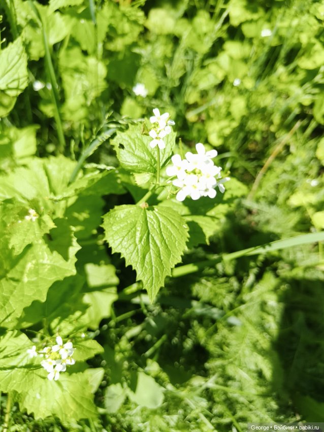 Мишка — Плюшевые мишки и игрушки (Teddy Bear): винтаж (фото 10)