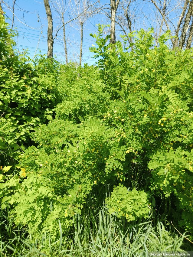 Мишка — Плюшевые мишки и игрушки (Teddy Bear): винтаж