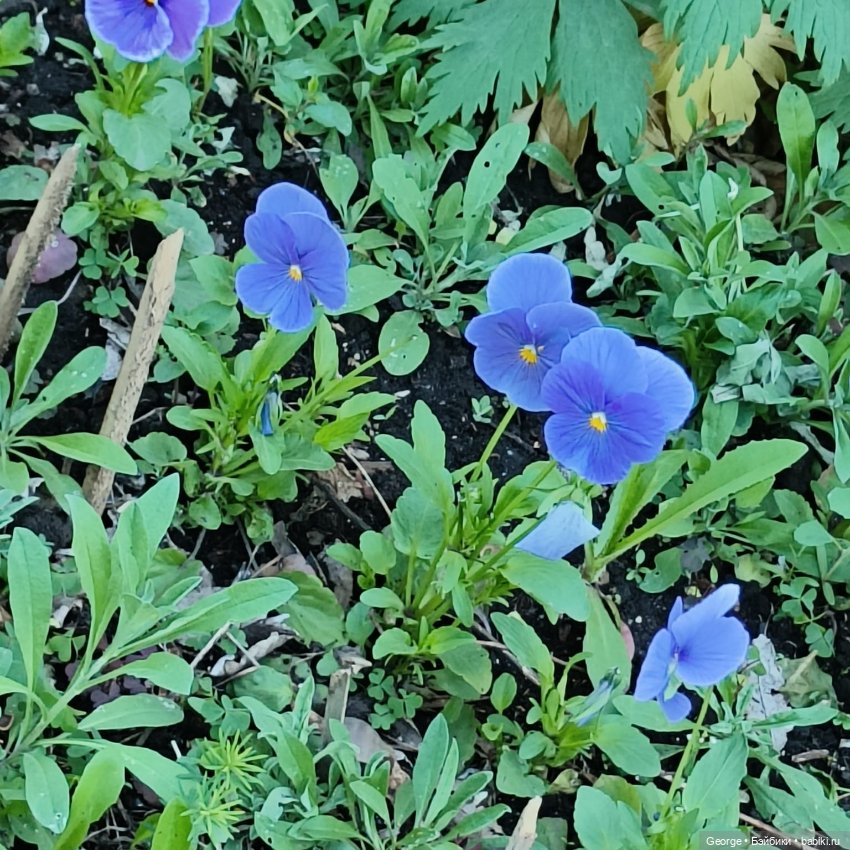 Цветы и мишка — Плюшевые мишки и игрушки (Teddy Bear): винтаж (фото 2)