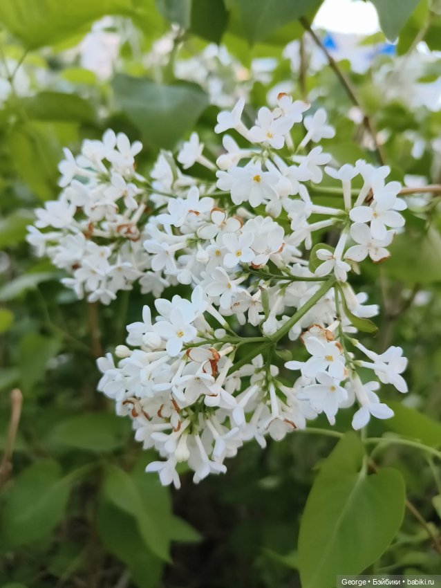 Цветы и мишка — Плюшевые мишки и игрушки (Teddy Bear): винтаж (фото 5)