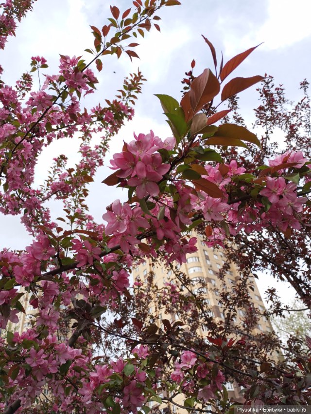 Весенний цвет 🌸🌸🌸 для Момоко (фото 6)