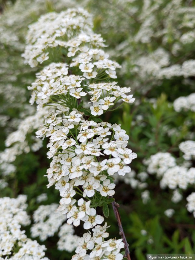 Весенний цвет 🌸🌸🌸 для Момоко