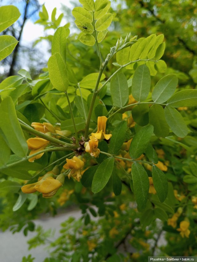 Весенний цвет 🌸🌸🌸 для Момоко