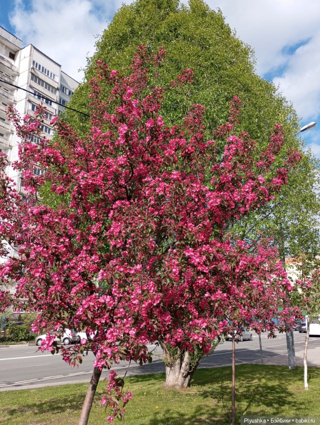 Весенний цвет 🌸🌸🌸 для Момоко (фото 3)