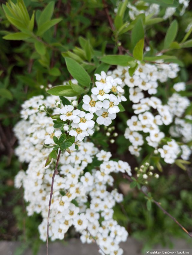 Весенний цвет 🌸🌸🌸 для Момоко