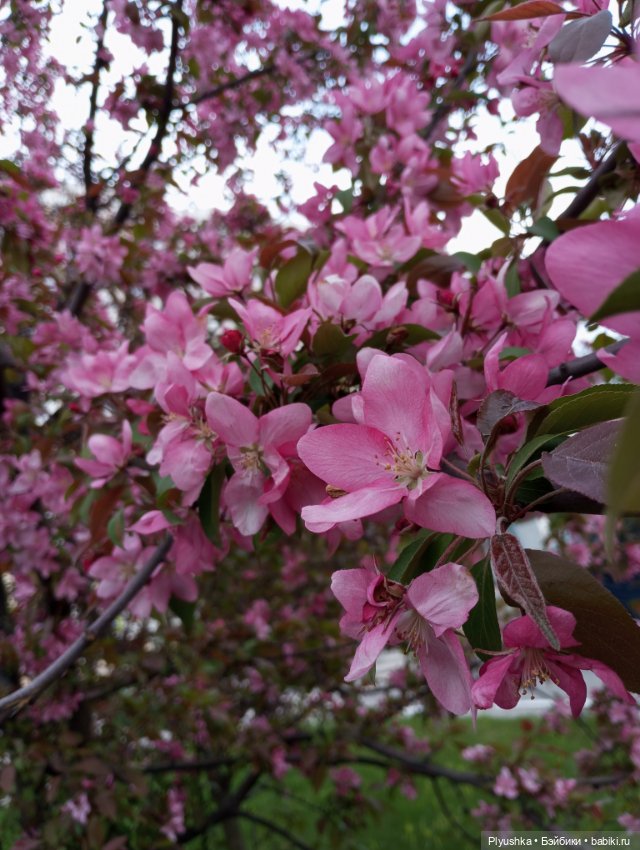 Весенний цвет 🌸🌸🌸 для Момоко (фото 10)