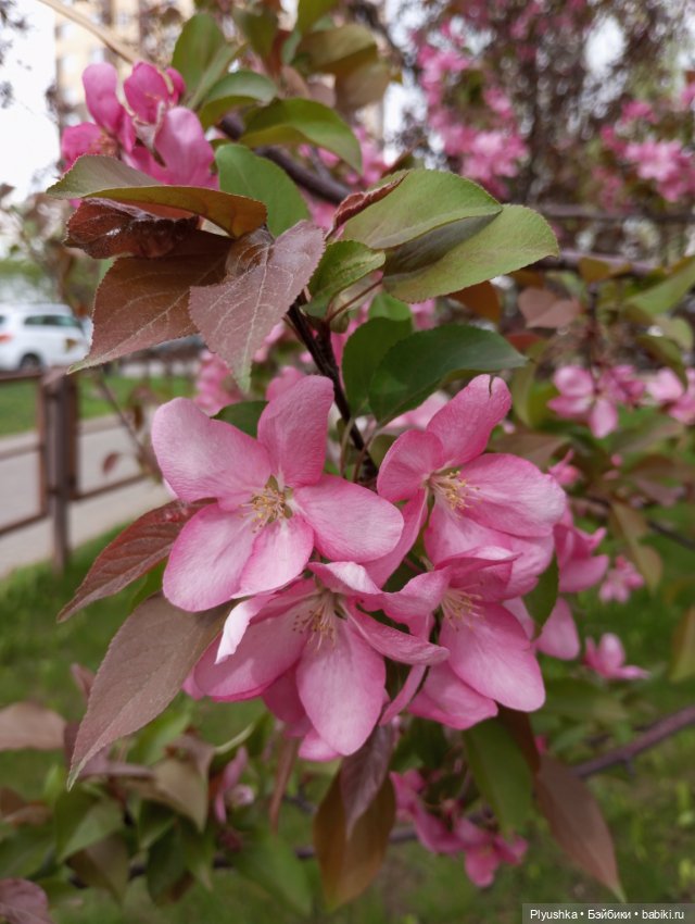 Весенний цвет 🌸🌸🌸 для Момоко