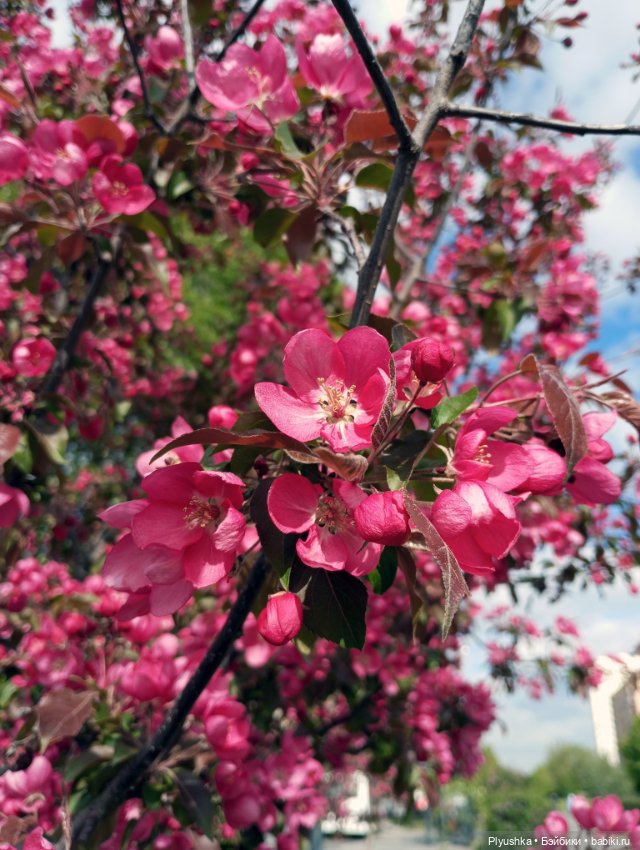Весенний цвет 🌸🌸🌸 для Момоко (фото 4)
