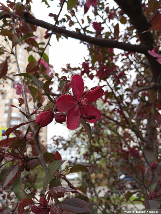 Весенний цвет 🌸🌸🌸 для Момоко