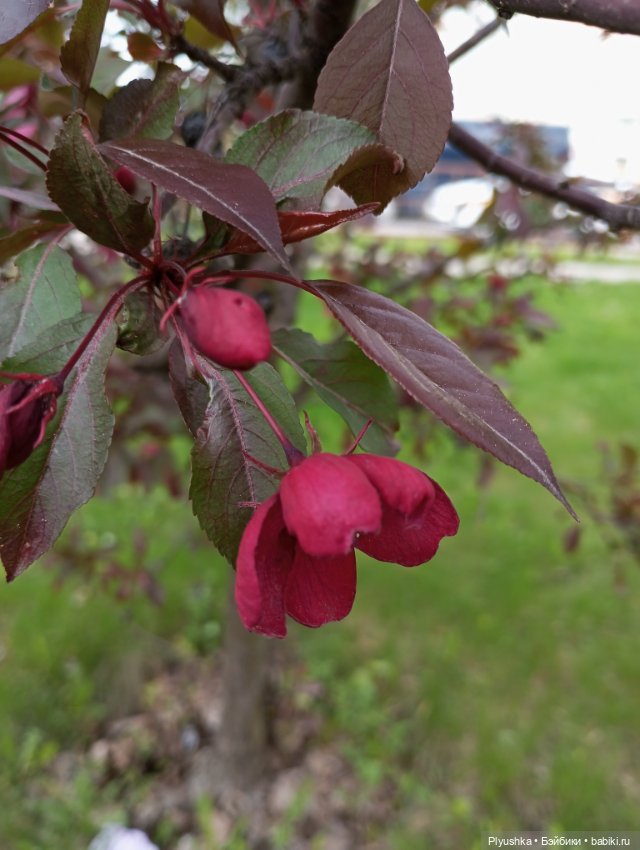 Весенний цвет 🌸🌸🌸 для Момоко