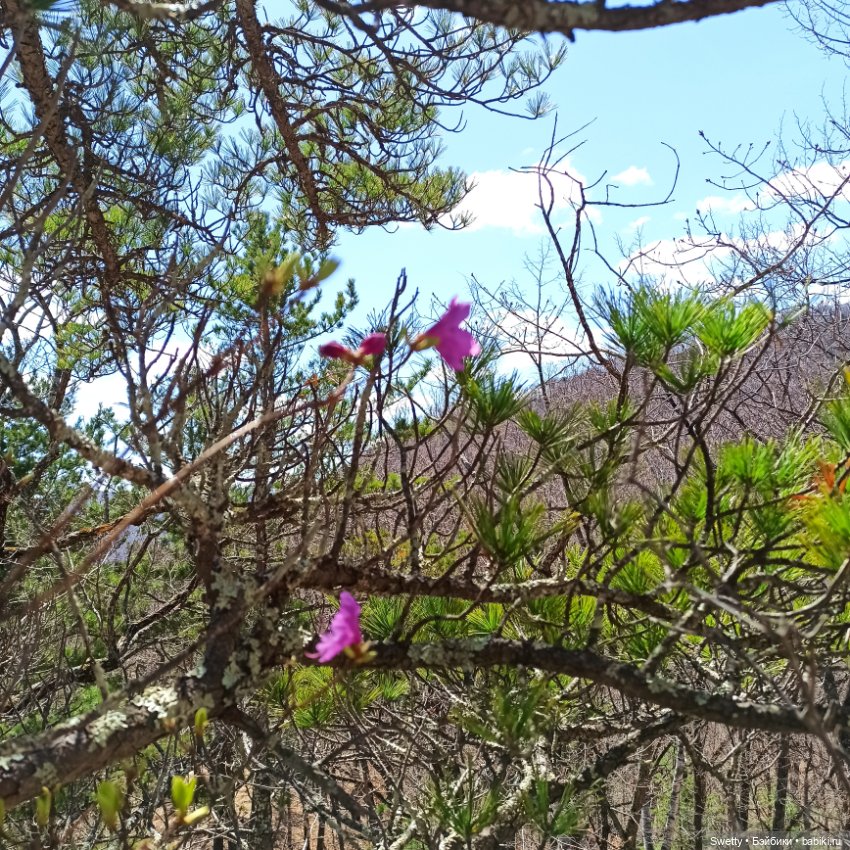 Апрельская прогулка Ликки в страну цветущего багульника (фото 2)