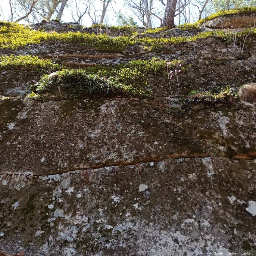 Апрельская прогулка Ликки в страну цветущего багульника (фото 7)