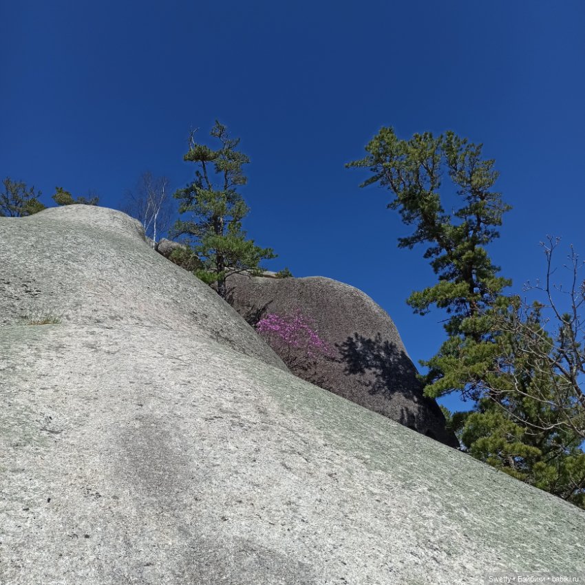 Апрельская прогулка Ликки в страну цветущего багульника (фото 3)