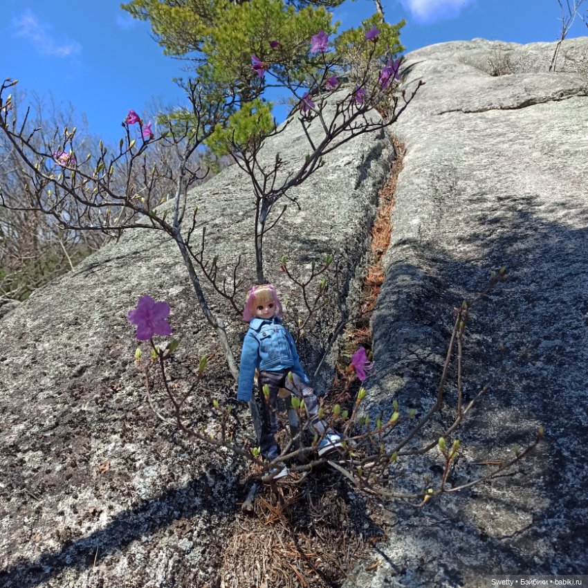 Апрельская прогулка Ликки в страну цветущего багульника (фото 5)