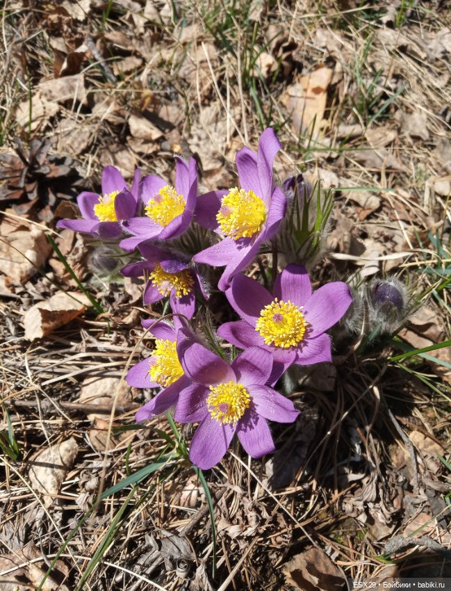 В лес за первыми цветами — Редкие антикварные куклы и реплики: воск