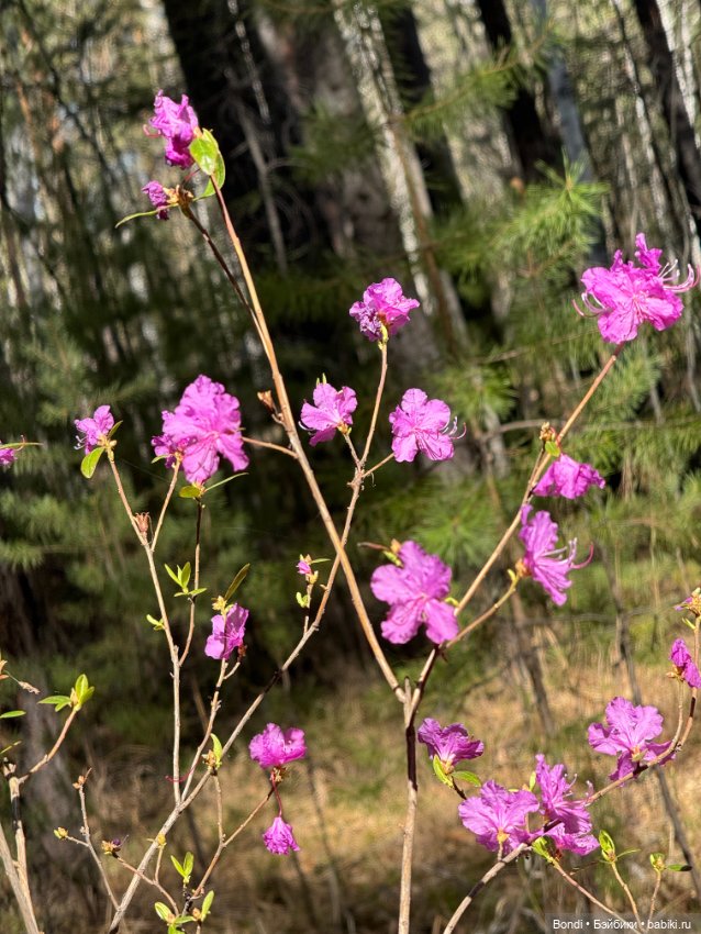 Весенние фото с Catrinas — Испанские куклы (разное): Vestida de Azul (фото 5)