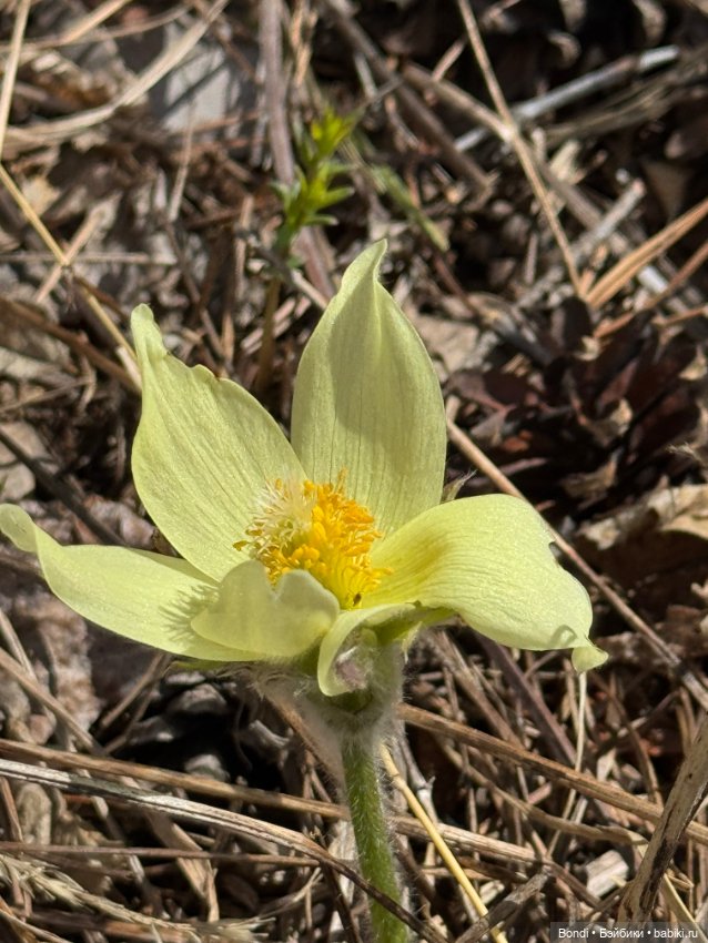 Весенние фото с Catrinas — Испанские куклы (разное): Vestida de Azul (фото 3)