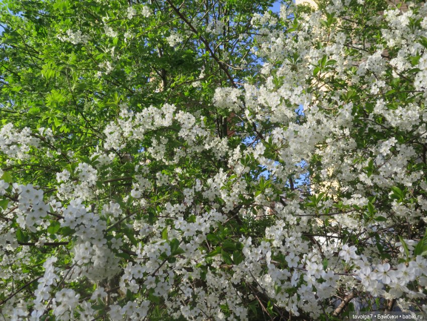 Наш холодный апрель-май 2025