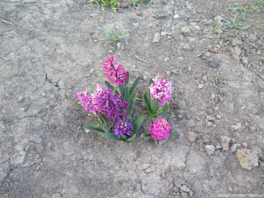 Наш холодный апрель-май 2025