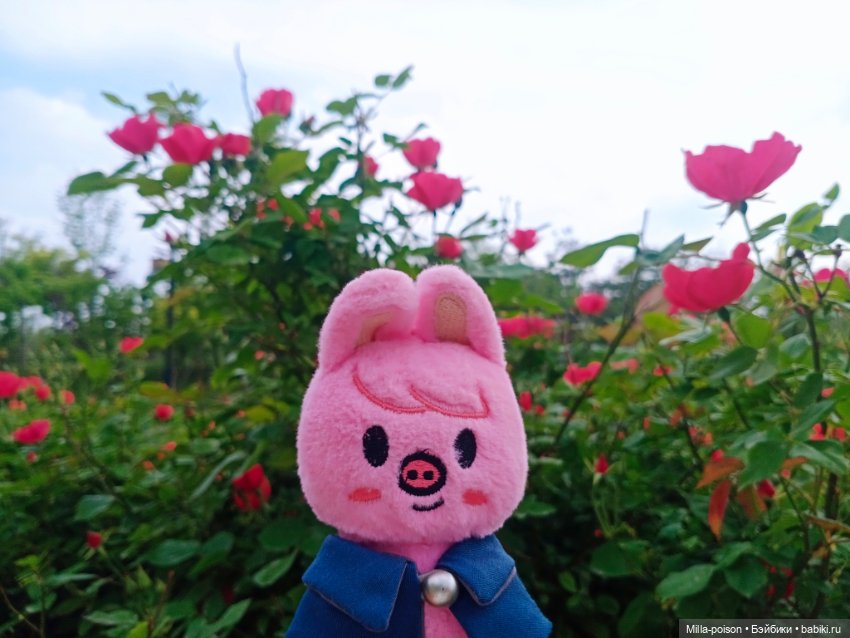 Dwaekki на прогулке в парке Нанчан