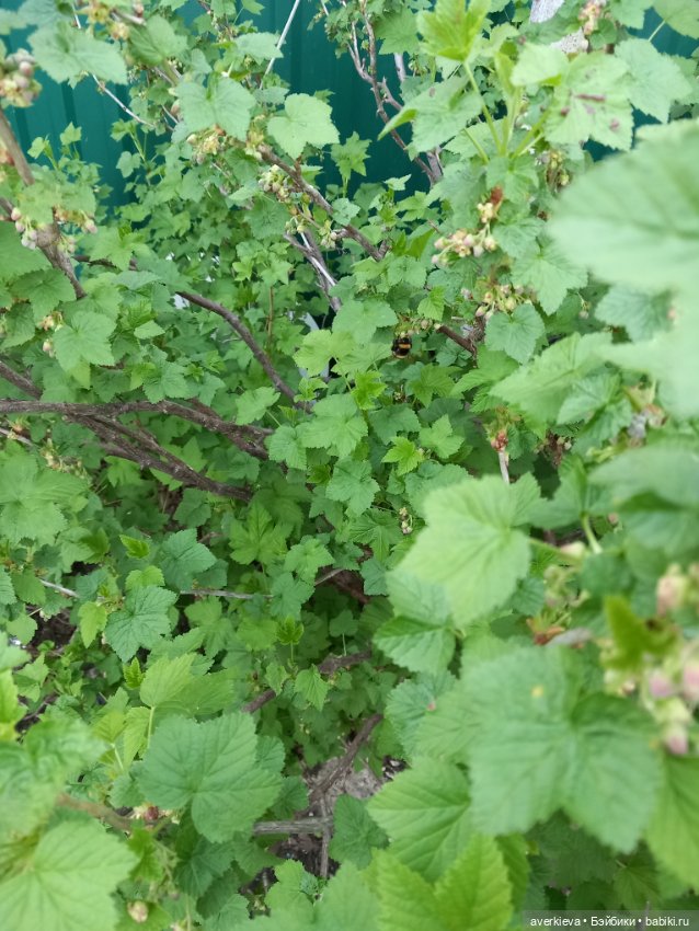 Маленькое романтическое путешествие Базиля и Элеоноры (фото 7)