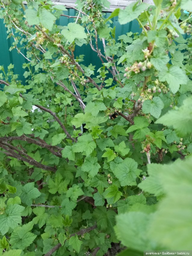 Маленькое романтическое путешествие Базиля и Элеоноры (фото 8)