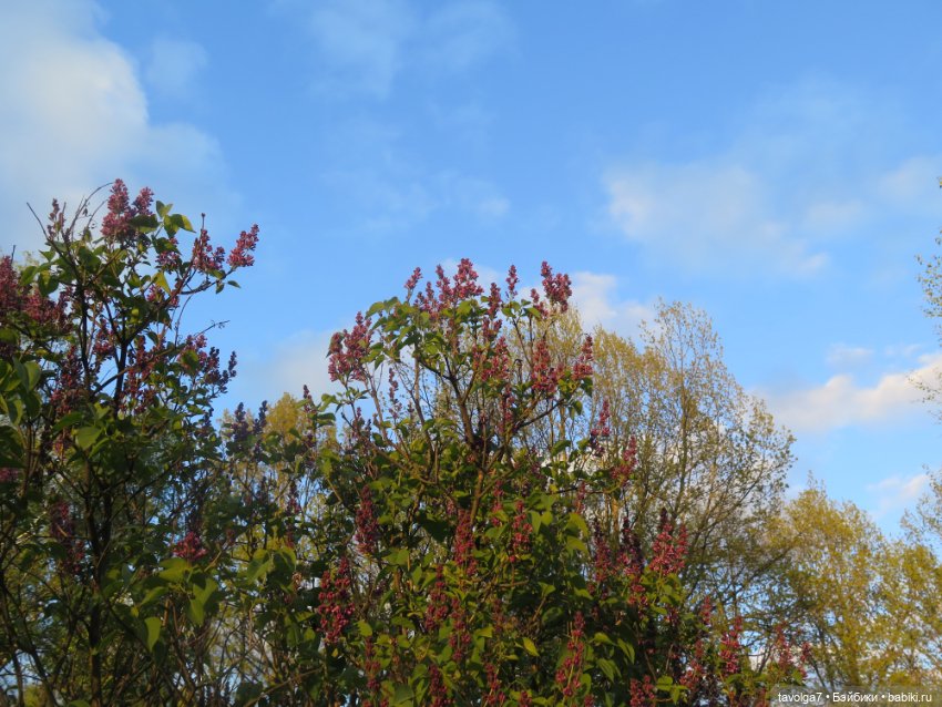 "Эльза" — Культура (фото 9)