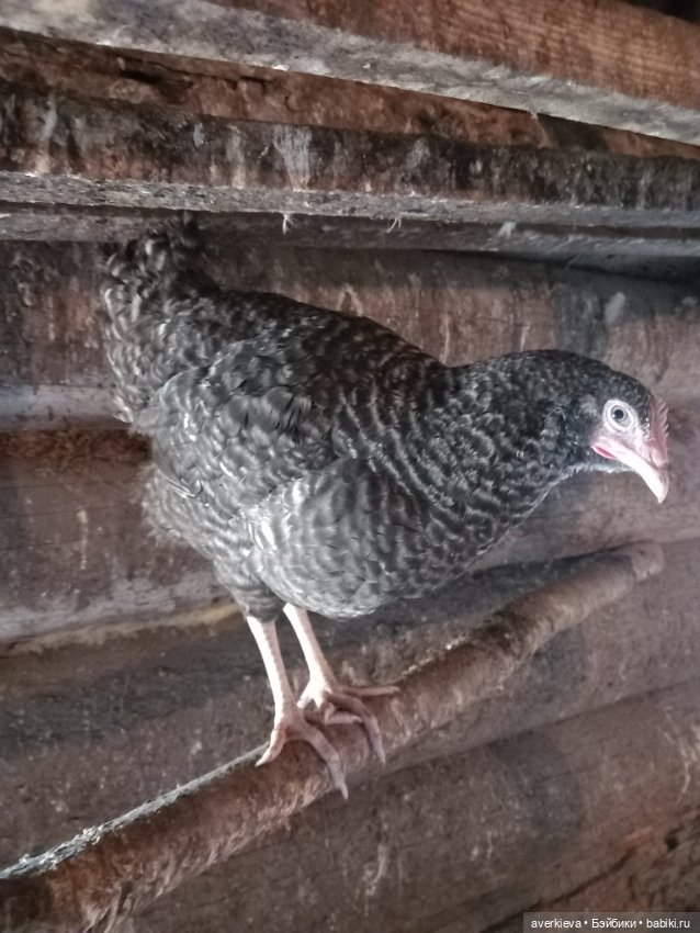 Бесстрашный Санька и куры