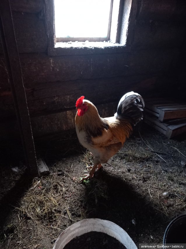 Бесстрашный Санька и куры