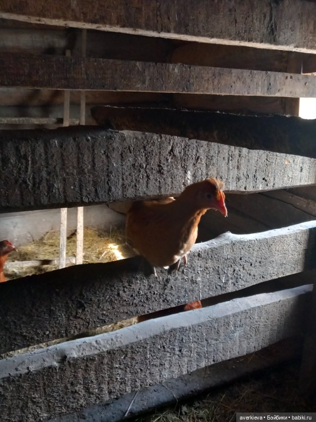 Бесстрашный Санька и куры (фото 10)