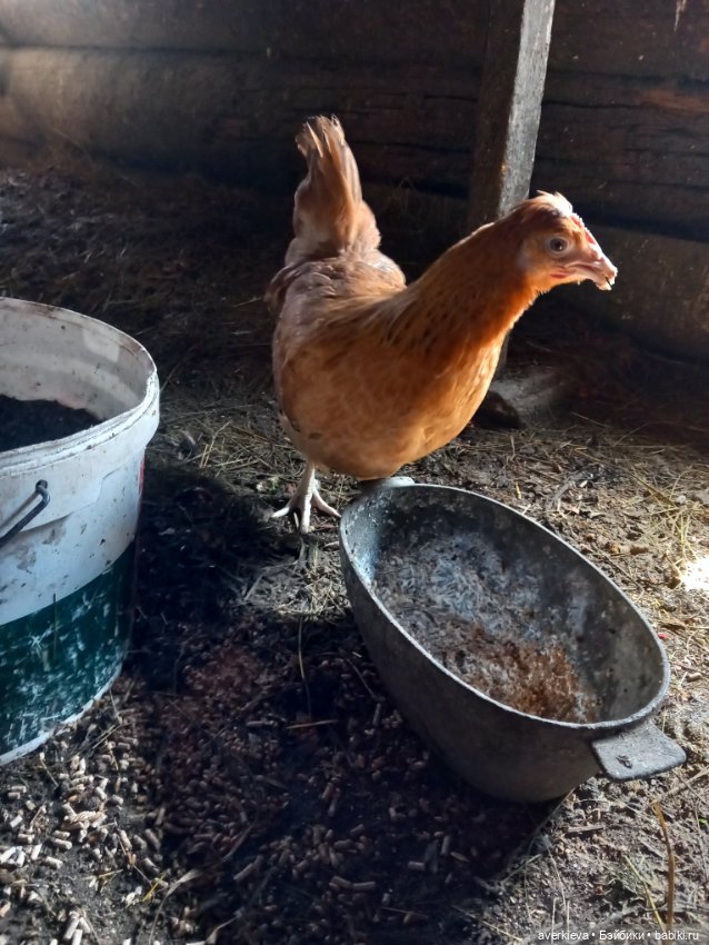 Бесстрашный Санька и куры (фото 5)
