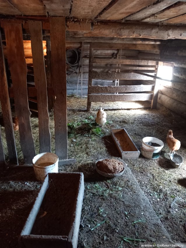 Бесстрашный Санька и куры (фото 6)