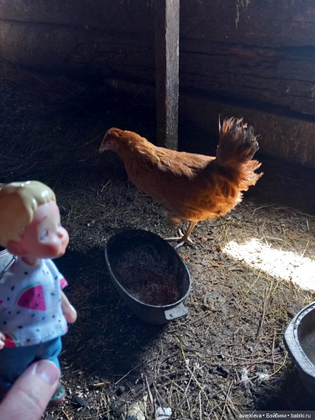Бесстрашный Санька и куры (фото 2)