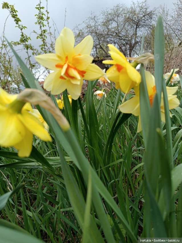 Наша весна и Крендель — Вязаные игрушки и амигуруми: крючком