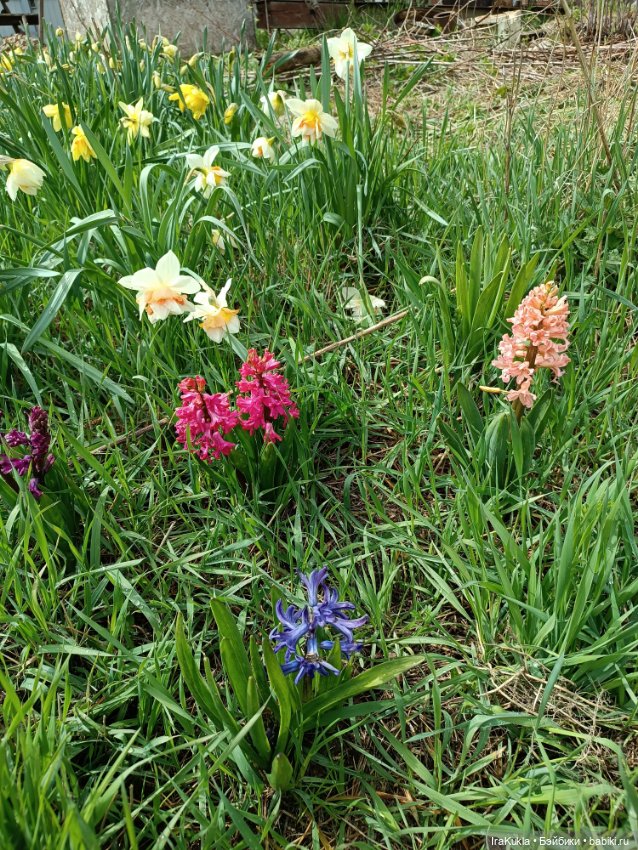 Наша весна и Крендель — Вязаные игрушки и амигуруми: крючком